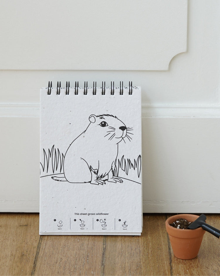 Plantable Colouring Range