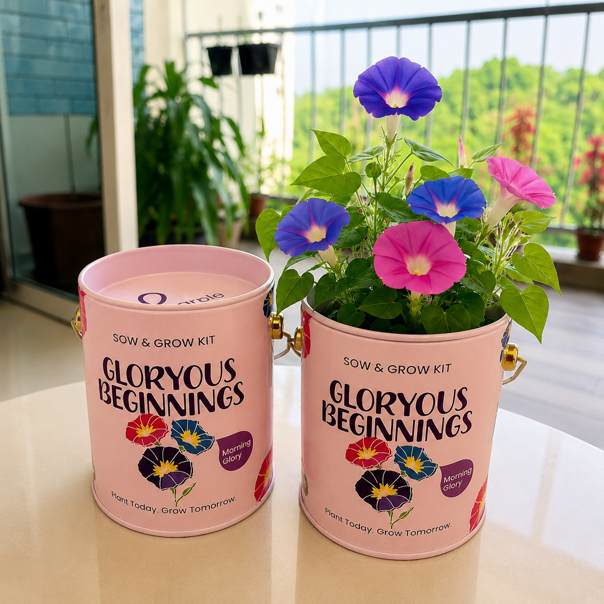 Sow & Grow Kit (Mini) - Morning Glory