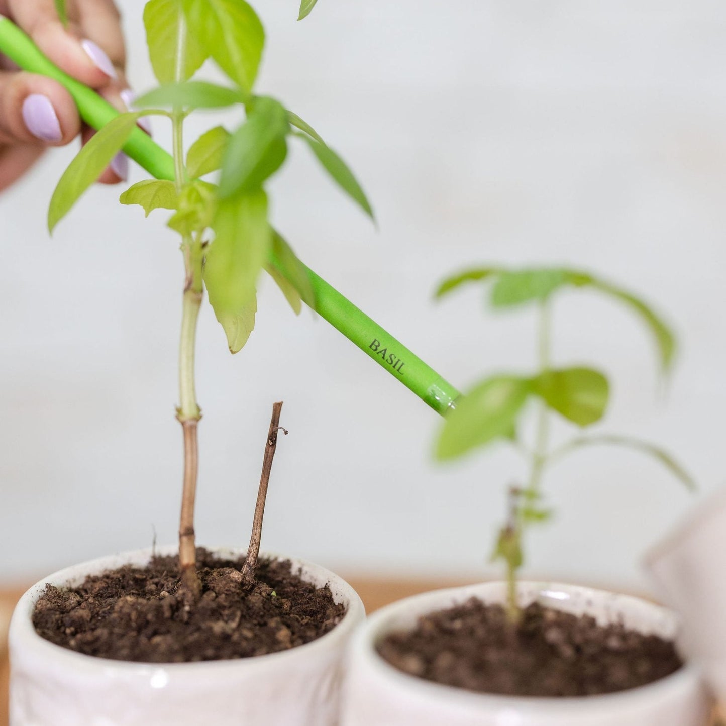 a grown plant from ecogrow seed pencils basil in purple & pure, pantable gifts ideas