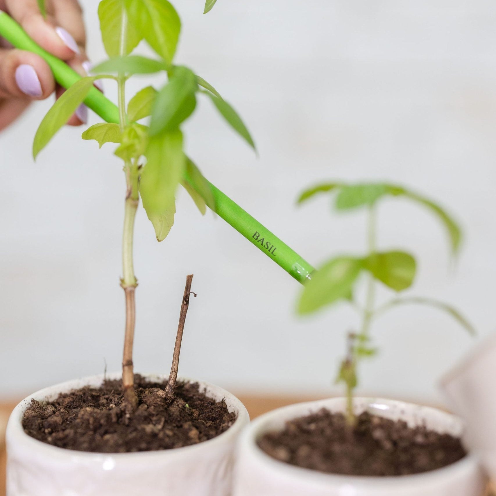 a grown plant from ecogrow seed pencils basil in purple & pure, pantable gifts ideas