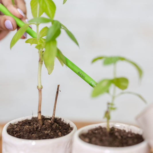 a grown plant from ecogrow seed pencils basil in purple & pure, pantable gifts ideas