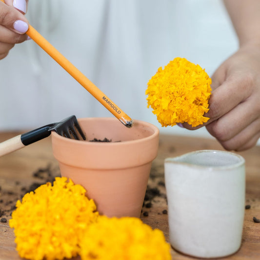 marigold plant from ecogrow seed pencils of purple & pure, plantable gifts