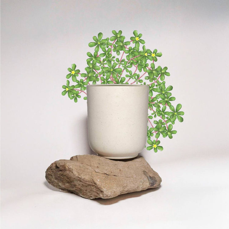 Bllom candle cermaic planter with the purslane leaves art 