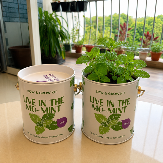 Sow & Grow Kit (Mini) - Mint