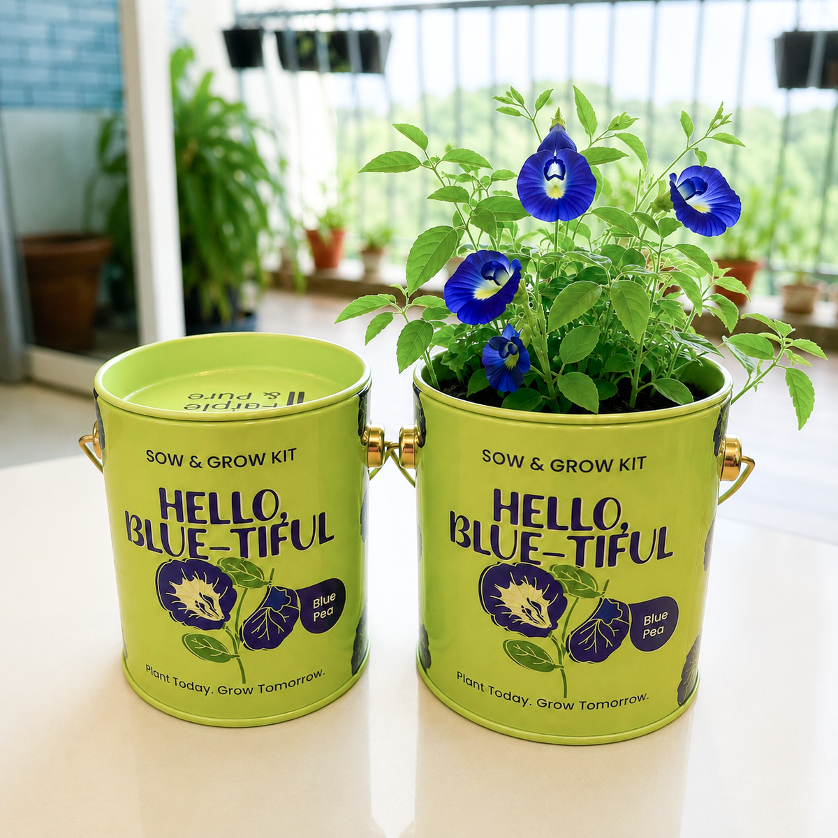 Sow & Grow Kit (Mini) - Blue Pea