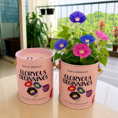 Morning glory mini Sow and Grow kit, part of the colour garden bundle
