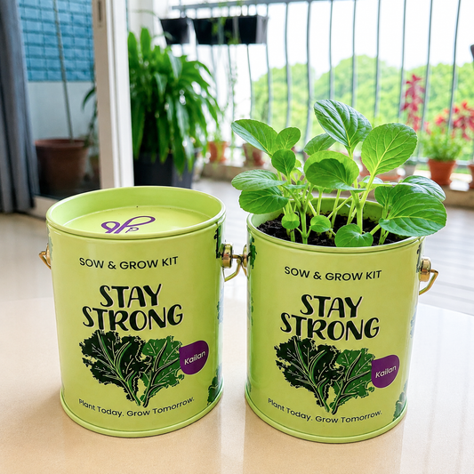 Sow & Grow Kit (Mini) - Kai Lan
