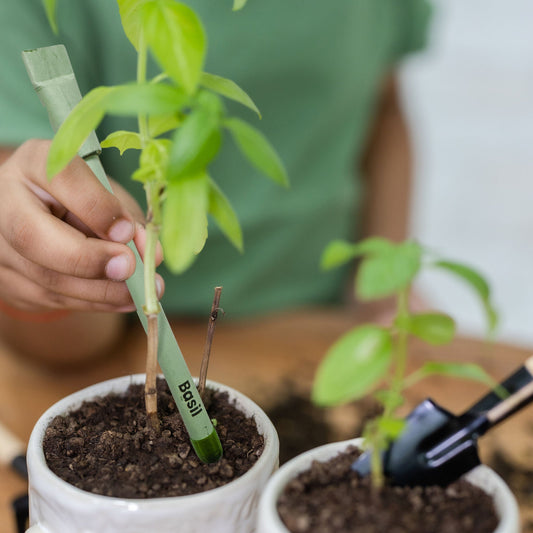 Plantable Seed Pens – Basil