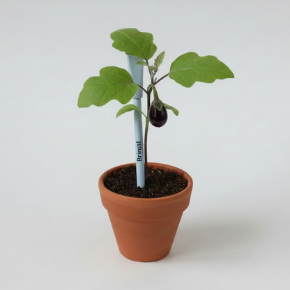 Plantable Seed Pens - Teachers Day