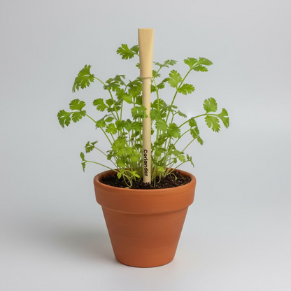 Plantable Seed Pens - Teachers Day