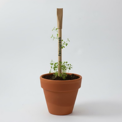 Plantable Seed Pens - Teachers Day