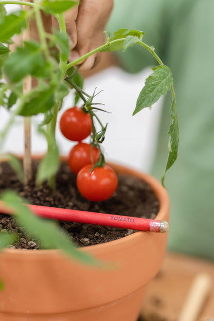 a grown plant from ecogrow seed pencils tomato in purple & pure, pantable gifts ideas