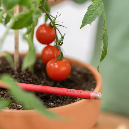 Plantable Seed Pencils - Teachers Day