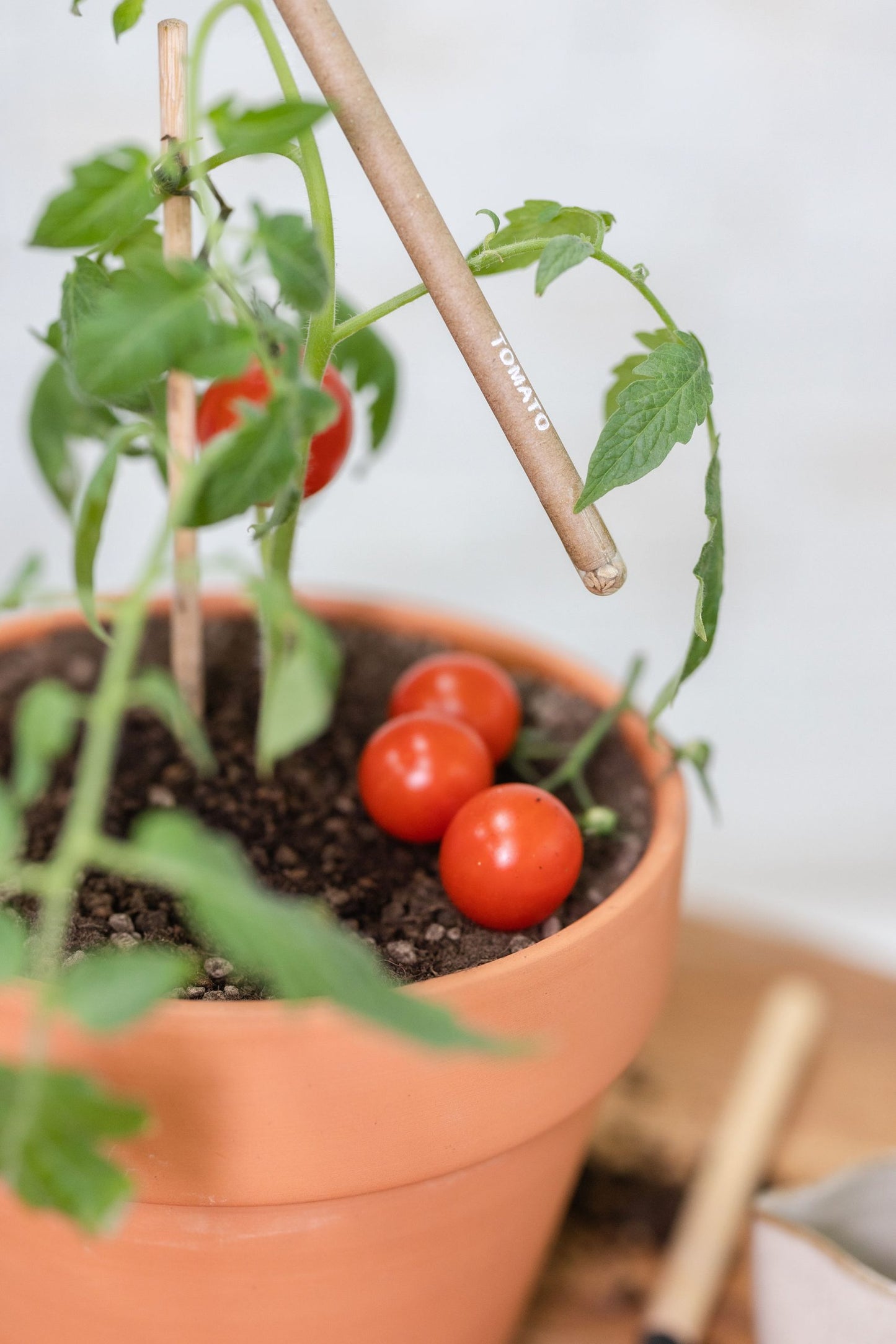 a grown tomato from purple & pure plantable seed pens, plantable gift ideas