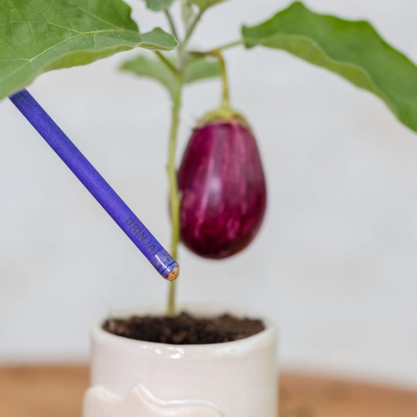 a grown plant from ecogrow seed pencils brinjal in purple & pure, pantable gifts ideas