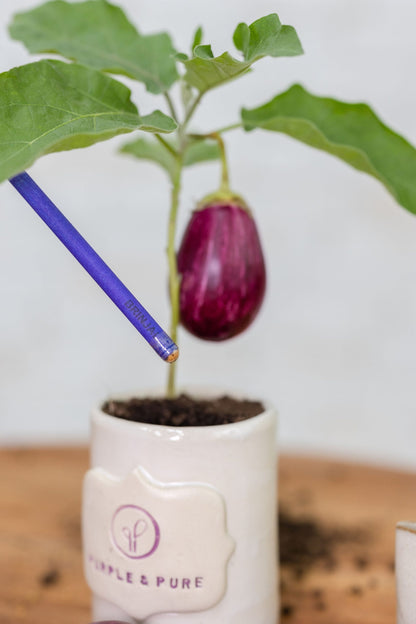 a grown plant from ecogrow seed pencils brinjal in purple & pure, pantable gifts ideas