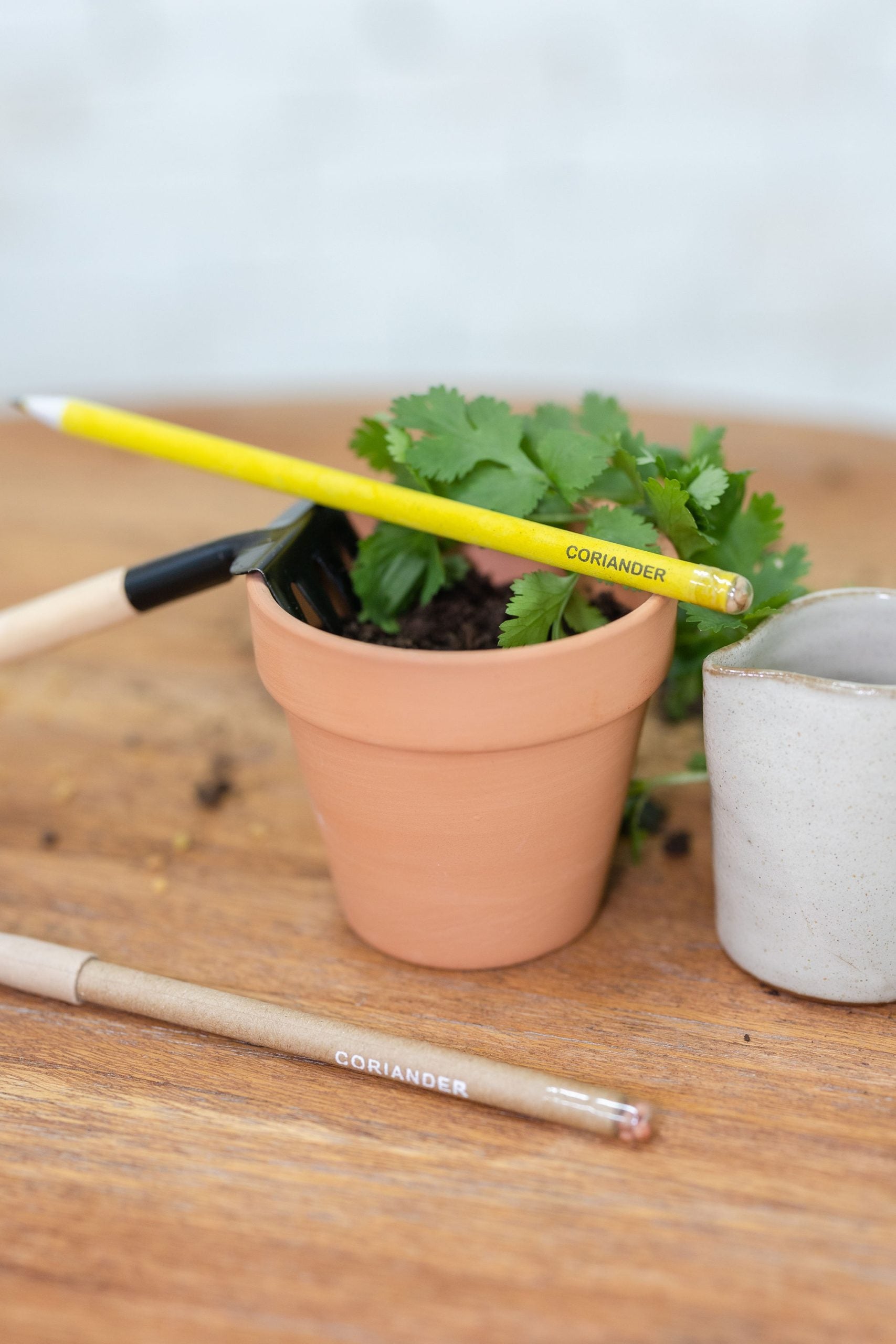 a grown plant from ecogrow seed pencils coriander in purple & pure, pantable gifts ideas