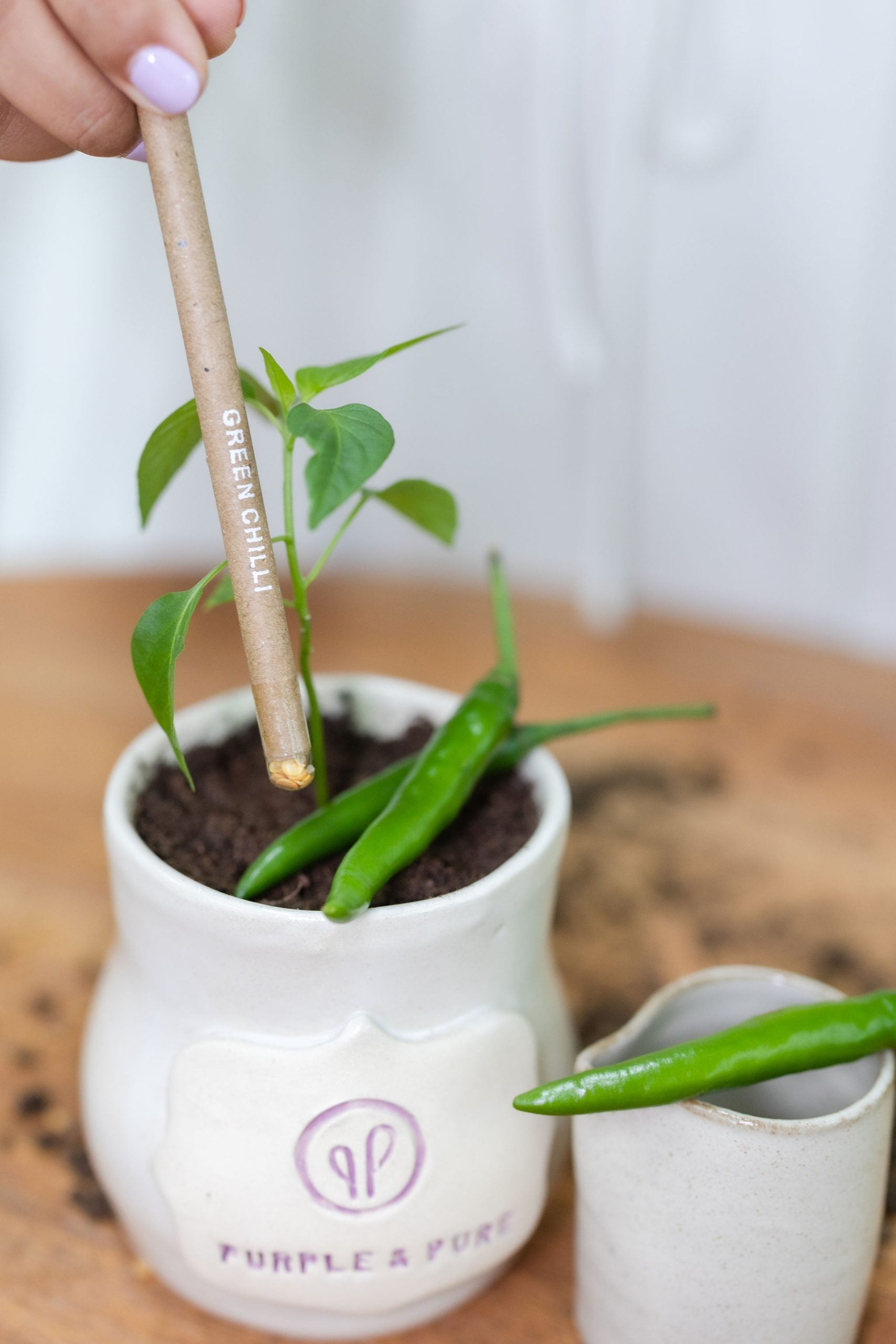 chilli plant from ecogrow seed pencils of purple & pure, plantable gifts